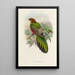A monograph of the Trogonidae or family of trogons Pl38 - John Gould — framed artwork on a wall