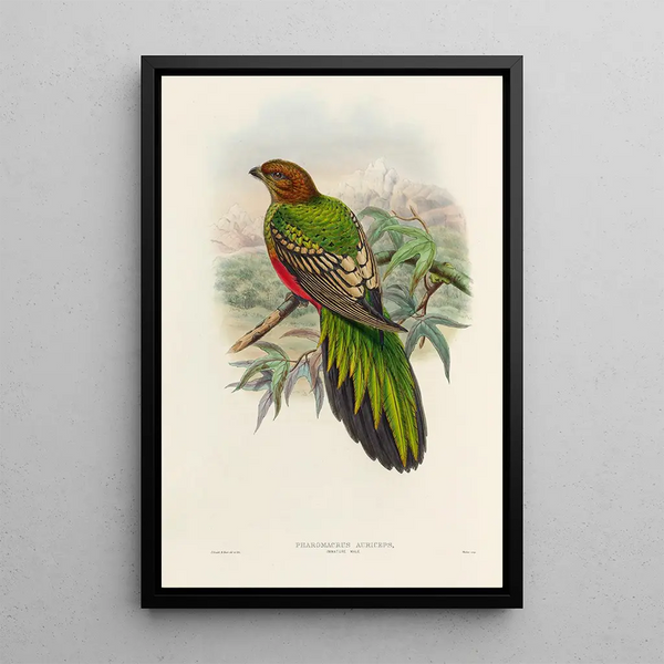 A monograph of the Trogonidae or family of trogons Pl38 - John Gould — framed artwork on a wall