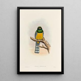 A monograph of the Trogonidae or family of trogons Pl39 - John Gould — framed artwork on a wall