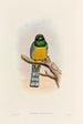 A monograph of the Trogonidae or family of trogons Pl39 - John Gould — artwork view
