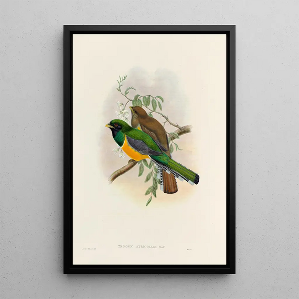 A monograph of the Trogonidae or family of trogons Pl40 - John Gould — framed artwork on a wall