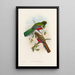 A monograph of the Trogonidae or family of trogons Pl41 - John Gould — framed artwork on a wall