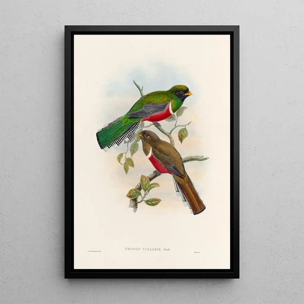 A monograph of the Trogonidae or family of trogons Pl41 - John Gould — framed artwork on a wall