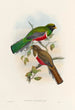 A monograph of the Trogonidae or family of trogons Pl41 - John Gould — artwork view
