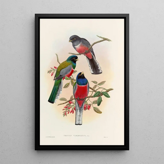 A monograph of the Trogonidae or family of trogons Pl42 - John Gould — framed artwork on a wall