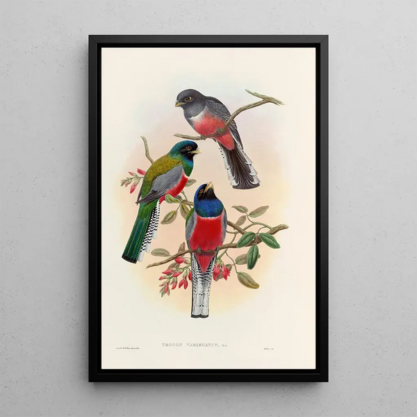 A monograph of the Trogonidae or family of trogons Pl42 - John Gould — framed artwork on a wall