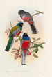 A monograph of the Trogonidae or family of trogons Pl42 - John Gould — artwork view