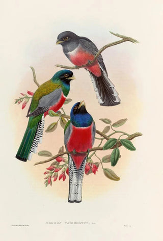 A monograph of the Trogonidae or family of trogons Pl42 - John Gould — artwork view