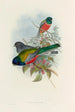 A monograph of the Trogonidae or family of trogons Pl43 - John Gould — artwork view