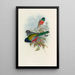 A monograph of the Trogonidae or family of trogons Pl43 - John Gould — framed artwork on a wall