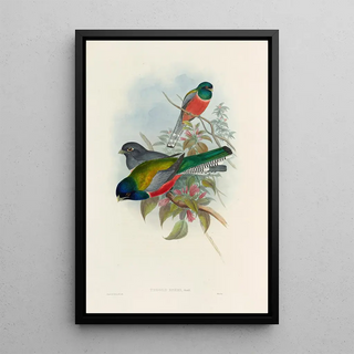 A monograph of the Trogonidae or family of trogons Pl43 - John Gould — framed artwork on a wall