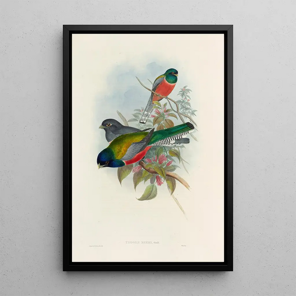 A monograph of the Trogonidae or family of trogons Pl43 - John Gould — framed artwork on a wall