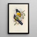 A monograph of the Trogonidae or family of trogons Pl45 - John Gould — framed artwork on a wall