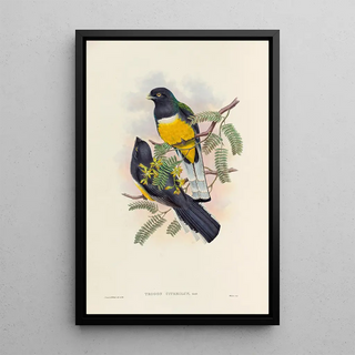 A monograph of the Trogonidae or family of trogons Pl45 - John Gould — framed artwork on a wall