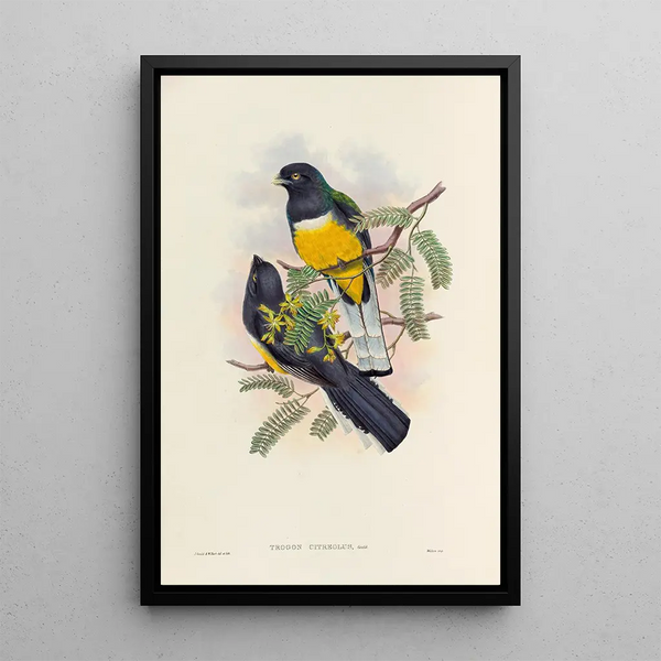 A monograph of the Trogonidae or family of trogons Pl45 - John Gould — framed artwork on a wall