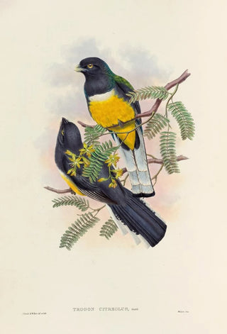 A monograph of the Trogonidae or family of trogons Pl45 - John Gould — artwork view