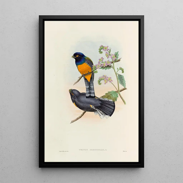 A monograph of the Trogonidae or family of trogons Pl46 - John Gould — framed artwork on a wall