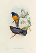 A monograph of the Trogonidae or family of trogons Pl46 - John Gould — artwork view