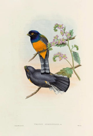 A monograph of the Trogonidae or family of trogons Pl46 - John Gould — artwork view