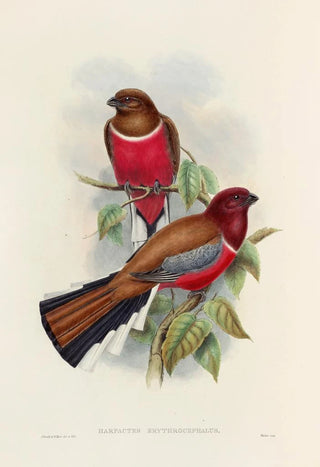 A monograph of the Trogonidae or family of trogons Pl47 - John Gould — artwork view