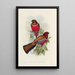 A monograph of the Trogonidae or family of trogons Pl47 - John Gould — framed artwork on a wall