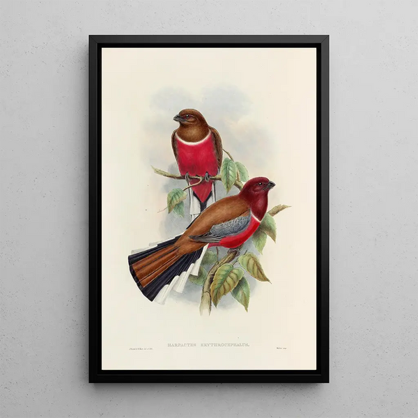 A monograph of the Trogonidae or family of trogons Pl47 - John Gould — framed artwork on a wall