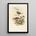 Accenteur mouchet - John Gould — framed artwork on a wall