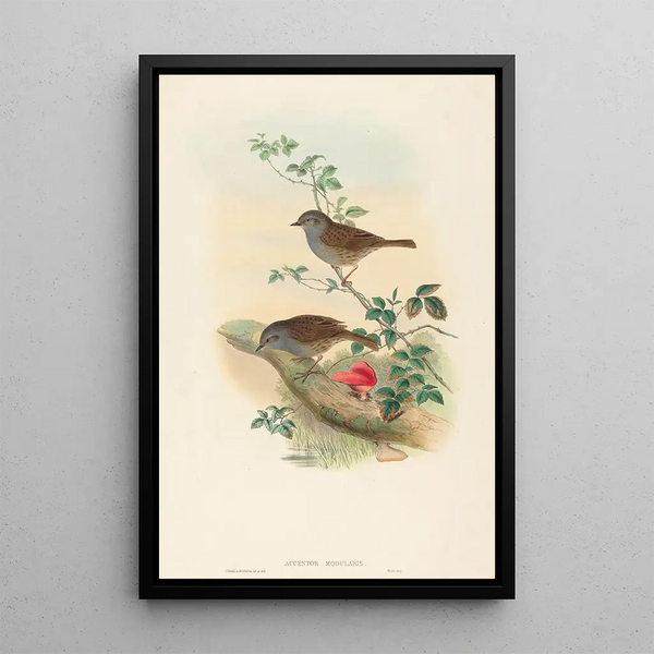 Accenteur mouchet - John Gould — framed artwork on a wall