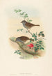 Accenteur mouchet - John Gould — artwork view