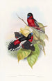 Eurylaime allié - John Gould — artwork view