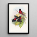 Eurylaime allié - John Gould — framed artwork on a wall
