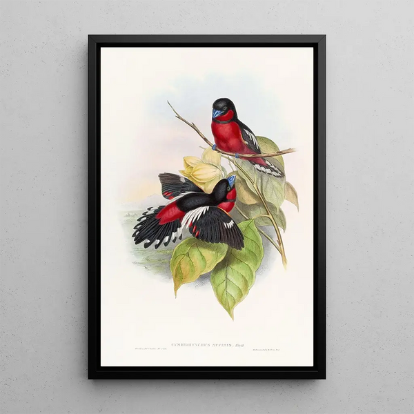 Eurylaime allié - John Gould — framed artwork on a wall