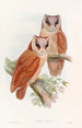 Owl Bay - John Gould — artwork view