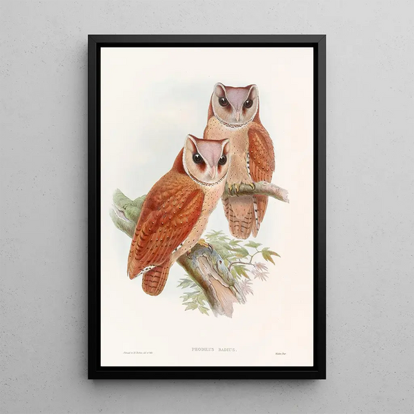 Owl Bay - John Gould — framed artwork on a wall