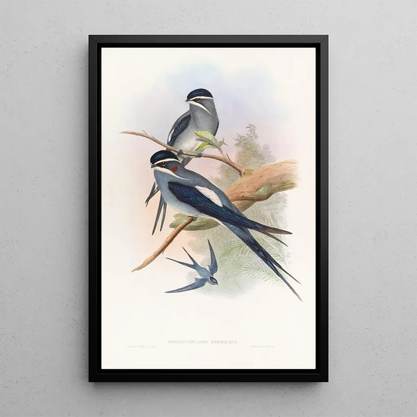 Hemiprocne barbée - John Gould — framed artwork on a wall