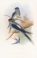 Hemiprocne barbée - John Gould — artwork view