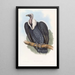 Bengal Vulture - John Gould — framed artwork on a wall
