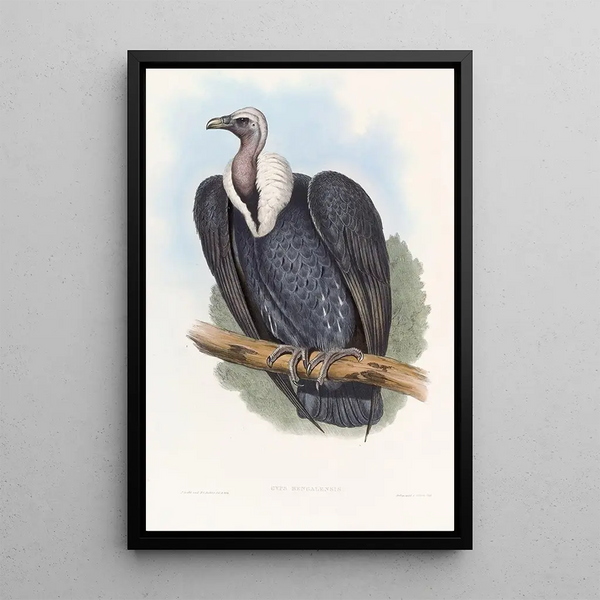 Bengal Vulture - John Gould — framed artwork on a wall