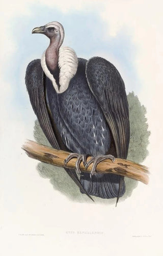Bengal Vulture - John Gould — artwork view