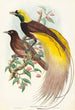 Oiseau de paradis Paradisea apoda - John Gould — artwork view