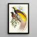 Oiseau de paradis Paradisea apoda - John Gould — framed artwork on a wall