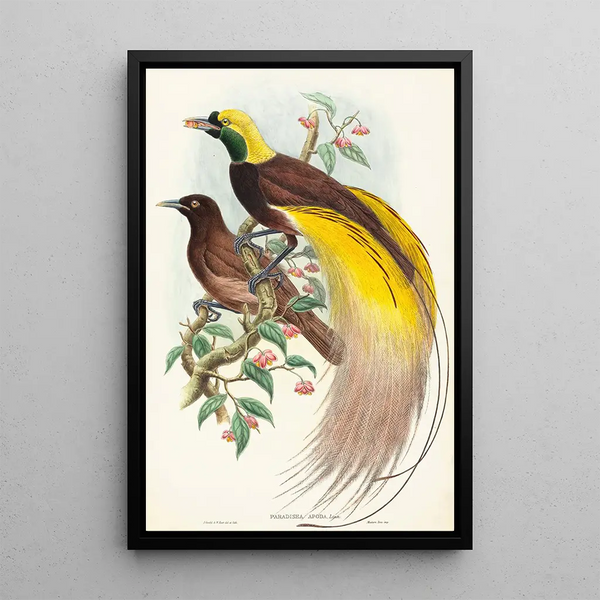 Oiseau de paradis Paradisea apoda - John Gould — framed artwork on a wall