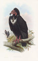 Vautour noir - John Gould — artwork view