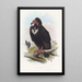 Vautour noir - John Gould — framed artwork on a wall