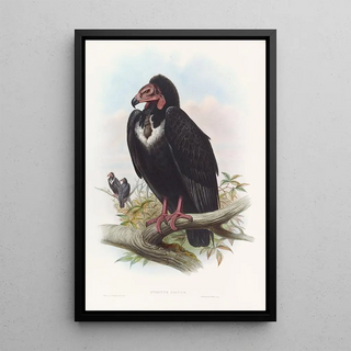 Vautour noir - John Gould — framed artwork on a wall