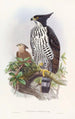 Hupped Black and White Eagle - John Gould — artwork view
