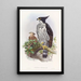 Hupped Black and White Eagle - John Gould — framed artwork on a wall