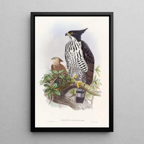 Hupped Black and White Eagle - John Gould — framed artwork on a wall