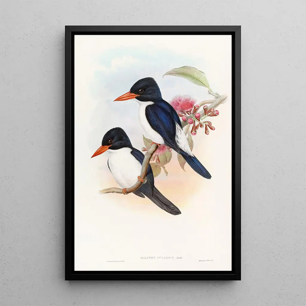 Black-capped Kingfisher Painting - John Gould — framed artwork on a wall