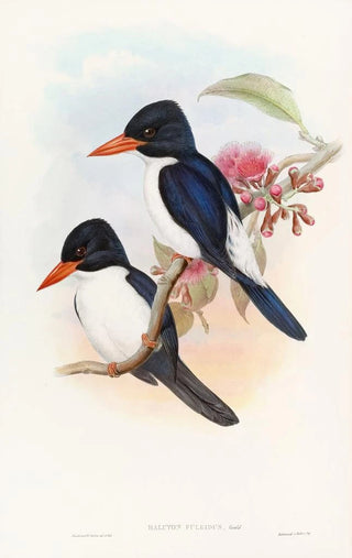 Black-capped Kingfisher Painting - John Gould — artwork view